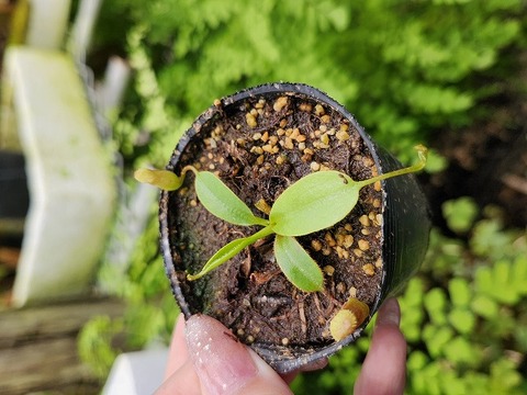 ハバネロ　FS ✖️ Portillae 商品一覧 | Y's Exotics （山田食虫植物農園）