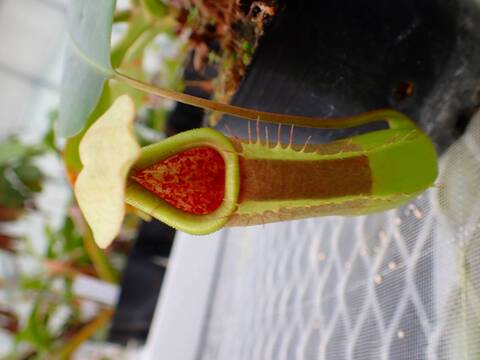 商品一覧 - Y's Exotics （山田食虫植物農園）