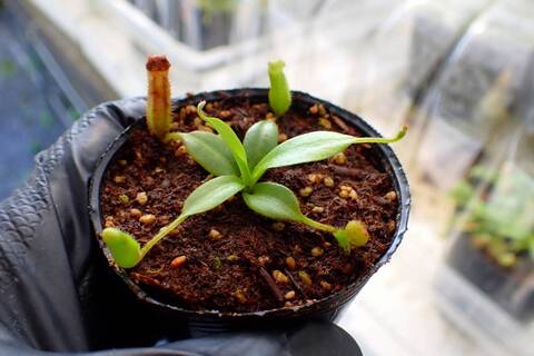 Y's Exotics （山田食虫植物農園）