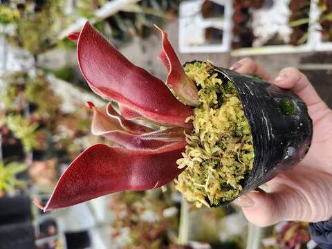Heliamphora（ヘリアンフォラ）の商品一覧 | Y's Exotics （山田