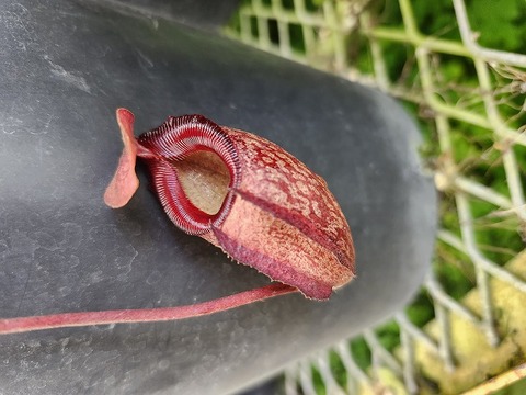 Y's Exotics （山田食虫植物農園）