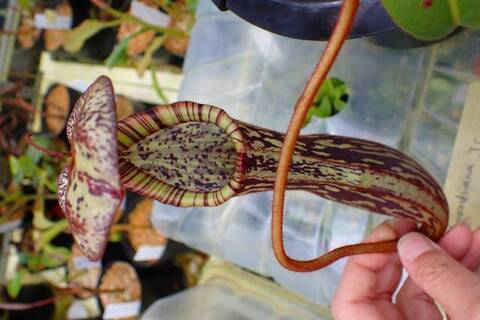 ゆうゆうネペンテス・ミランダ ゆうゆうネペンテス・ミランダ Nepenthes（ネペンテス
