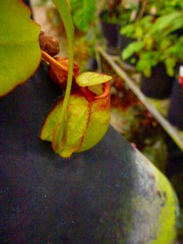 Nepenthes（ネペンテス/ウツボカズラ）の商品一覧 | Y's Exotics （山田食虫植物農園）