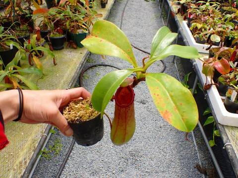 P655 5-3 N. ventricosa (b) squat x truncata Y's
