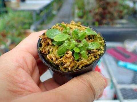 P607 5H Cephalotus follicularis Y's Lab