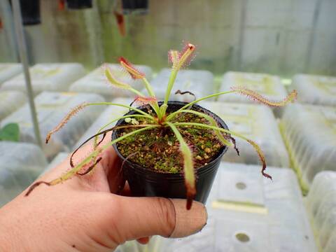 P605 1-3 D. capensis