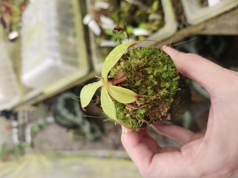 商品一覧 - Y's Exotics （山田食虫植物農園）