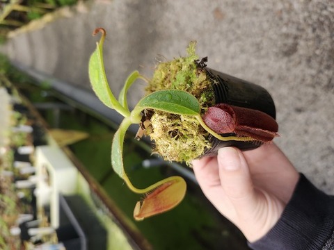 商品一覧 - Y's Exotics （山田食虫植物農園）