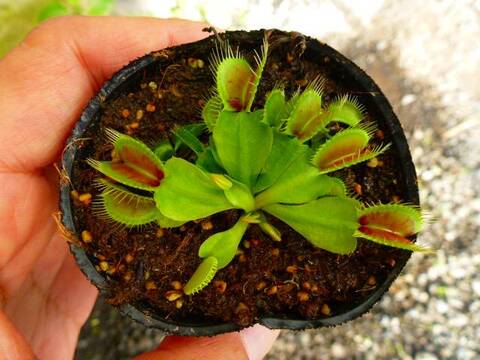 Dionaea ｍuscipula（ディオネア/ハエトリソウ）の商品一覧 | Y's Exotics （山田食虫植物農園）