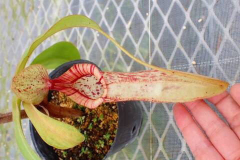 商品一覧 | Y's Exotics （山田食虫植物農園）
