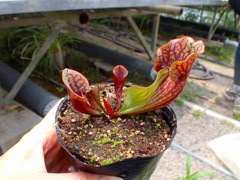サラセニア 食虫植物 商品一覧 - Y's Exotics （山田食虫植物農園）