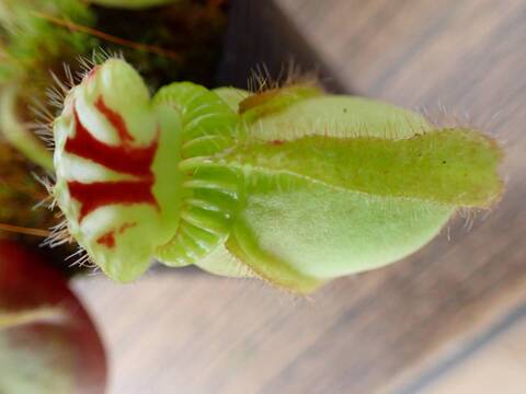 商品一覧 - Y's Exotics （山田食虫植物農園）