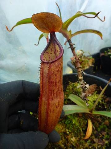 Nepenthes（ネペンテス/ウツボカズラ）の商品一覧 | Y's Exotics （山田食虫植物農園）