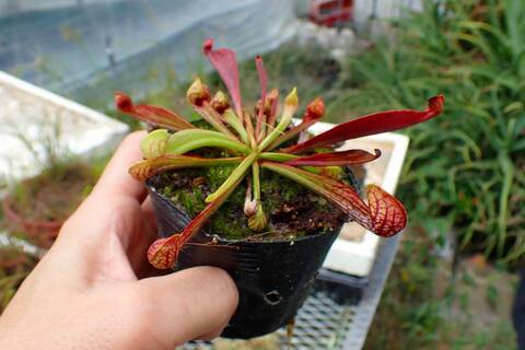 Sarracenia Species（サラセニア原種）の商品一覧 | Y's Exotics