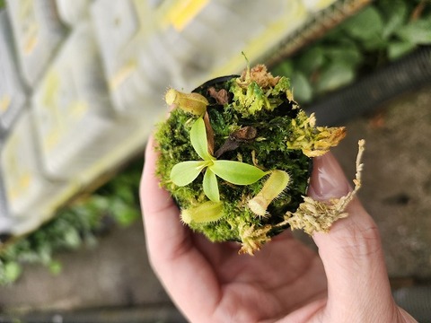 商品一覧 - Y's Exotics （山田食虫植物農園）