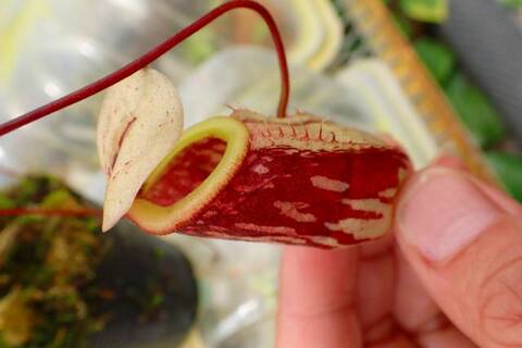 Nepenthes（ネペンテス/ウツボカズラ）の商品一覧 | Y's Exotics