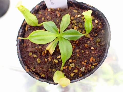 O597 5-1 N. bicalcarata Y's Lab