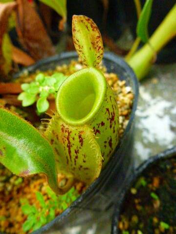 Nepenthes（ネペンテス/ウツボカズラ）の商品一覧 | Y's Exotics （山田食虫植物農園）