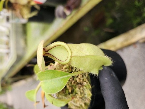 ネペンテス七種セット(宅急便発送) Nepenthes（ネペンテス/ウツボカズラ）の商品一覧 | Y's Exotics