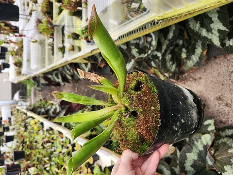 商品一覧 - Y's Exotics （山田食虫植物農園）