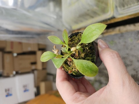 P316 1-2 #BBB Cephalotus follicularis {mixed clones, of Hummer's Giant}[BCP ID# 1296]