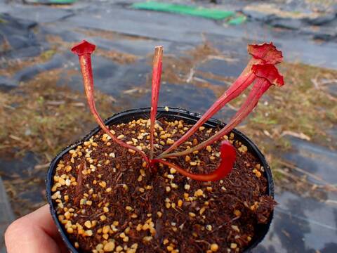 商品一覧 - Y's Exotics （山田食虫植物農園）