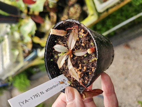 商品一覧 - Y's Exotics （山田食虫植物農園）