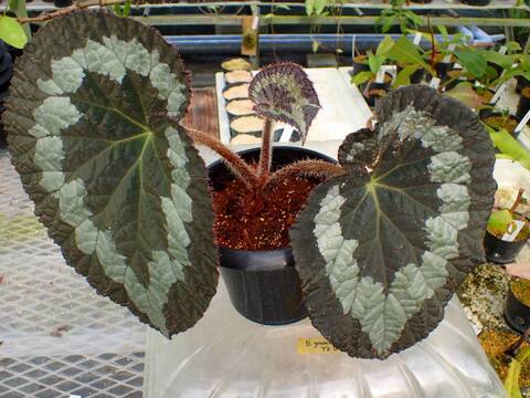 R201 3-2 Begonia rex