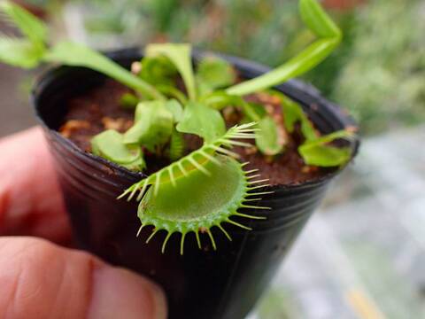 J594 3-2 Dionaea muscipula B52 Y's Lab
