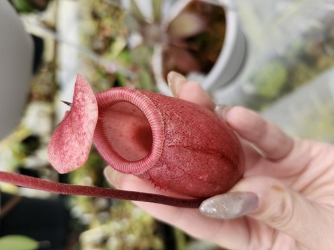 Nepenthes（ネペンテス/ウツボカズラ）の商品一覧 | Y's Exotics