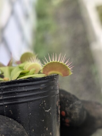 Dionaea ｍuscipula（ディオネア/ハエトリソウ）の商品一覧 | Y's Exotics （山田食虫植物農園）