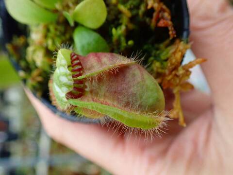 商品一覧 - Y's Exotics （山田食虫植物農園）