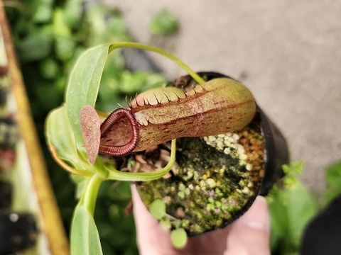 ネペンテス 新芽付き　抜き苗　食虫植物 商品一覧 - Y's Exotics （山田食虫植物農園）