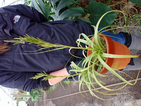 商品一覧 - Y's Exotics （山田食虫植物農園）