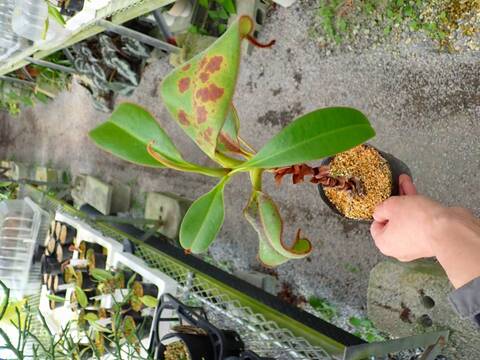 R237 3-3 N. erucoides (Mt. Redondo Dinagat) OF
