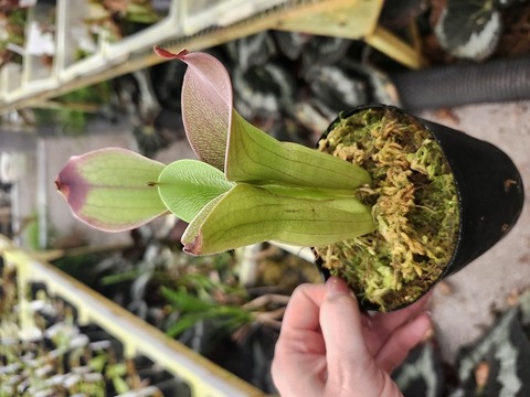 商品一覧 - Y's Exotics （山田食虫植物農園）