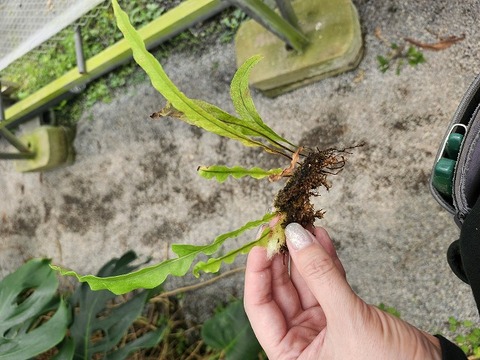 商品一覧 - Y's Exotics （山田食虫植物農園）