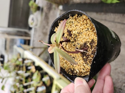 商品一覧 - Y's Exotics （山田食虫植物農園）