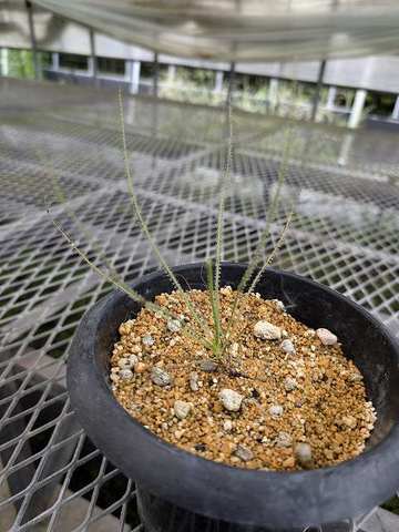 ドロソフィルム　ルシタニクム　大株 食虫植物 ドロソフィルム ルシタニクム 苗 - メルカリ