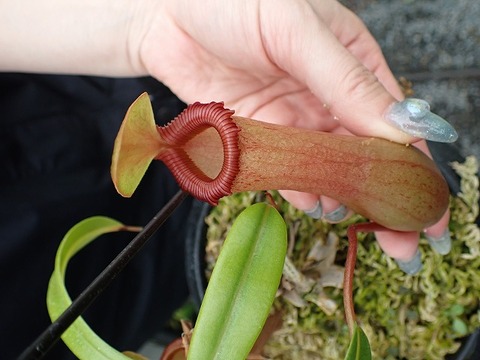 Y347 5-2 N. ventricosa (K) EP