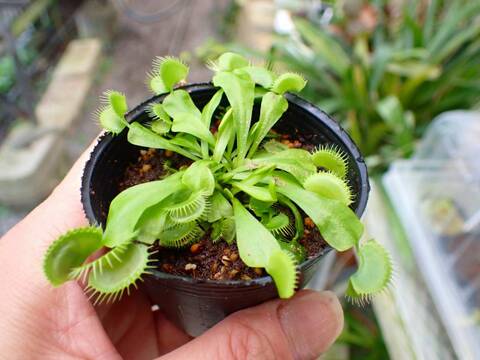 野梅　古木 商品一覧 - Y's Exotics （山田食虫植物農園）