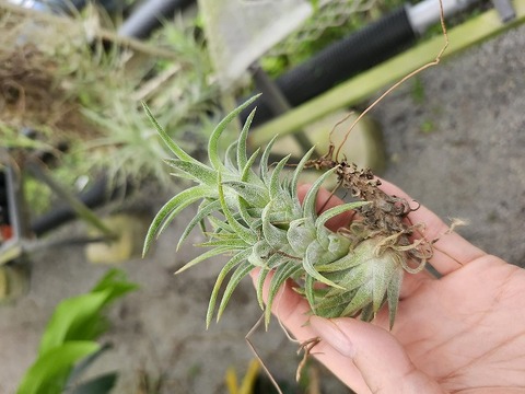 P467 3-1 T. ionantha v. vanhynigii BRT