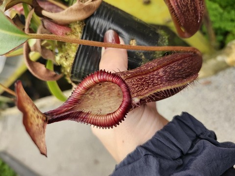 商品一覧 - Y's Exotics （山田食虫植物農園）