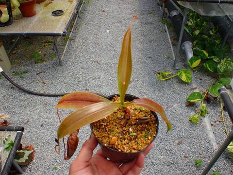 老舗　nectar フィッシュ 商品一覧 - Y's Exotics （山田食虫植物農園）