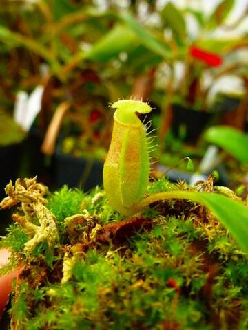 Nepenthes（ネペンテス/ウツボカズラ）の商品一覧 | Y's Exotics （山田食虫植物農園）