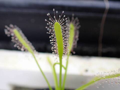 Y242 4-1 D. capensis (alba)