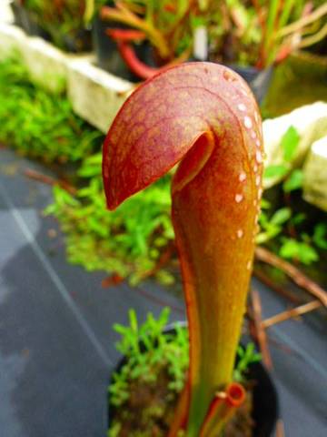 Sarracenia（サラセニア）の商品一覧 | Y's Exotics （山田食虫植物農園）