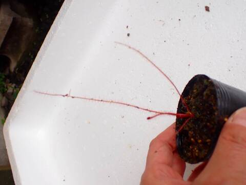 Y054 3H D. filformis (all red)