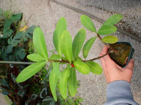 Y461 3-1  Hydnophytum formicarum CK