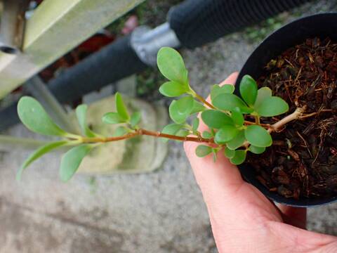 E153 3-1 Pachycentria glauca, ant plant, whiteflower, grows together with ant tubers CK
